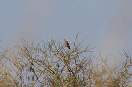 Image of Red-eyed Dove