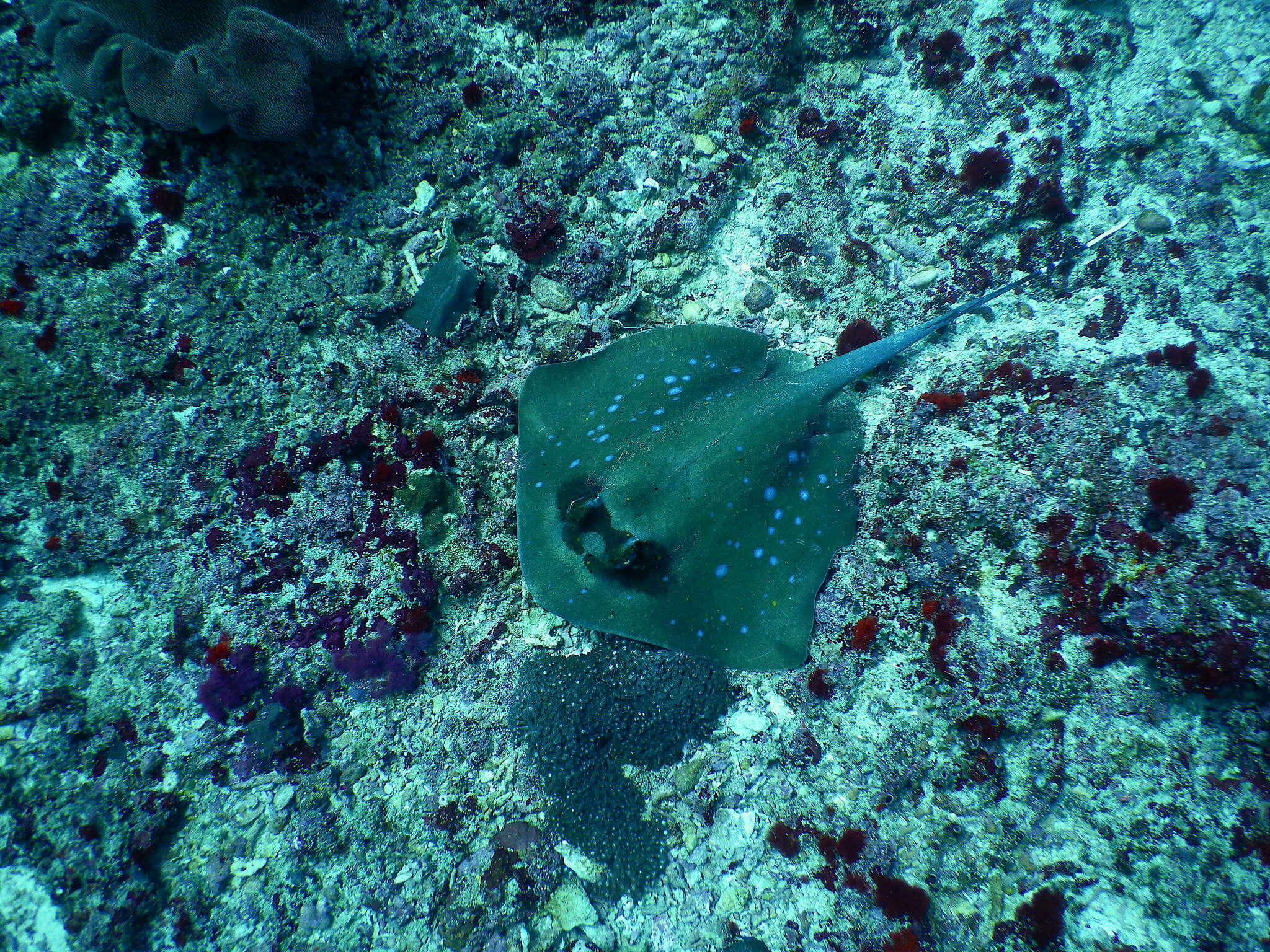 Image of Bluespotted maskray