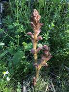 Imagem de Orobanche caryophyllacea Sm.