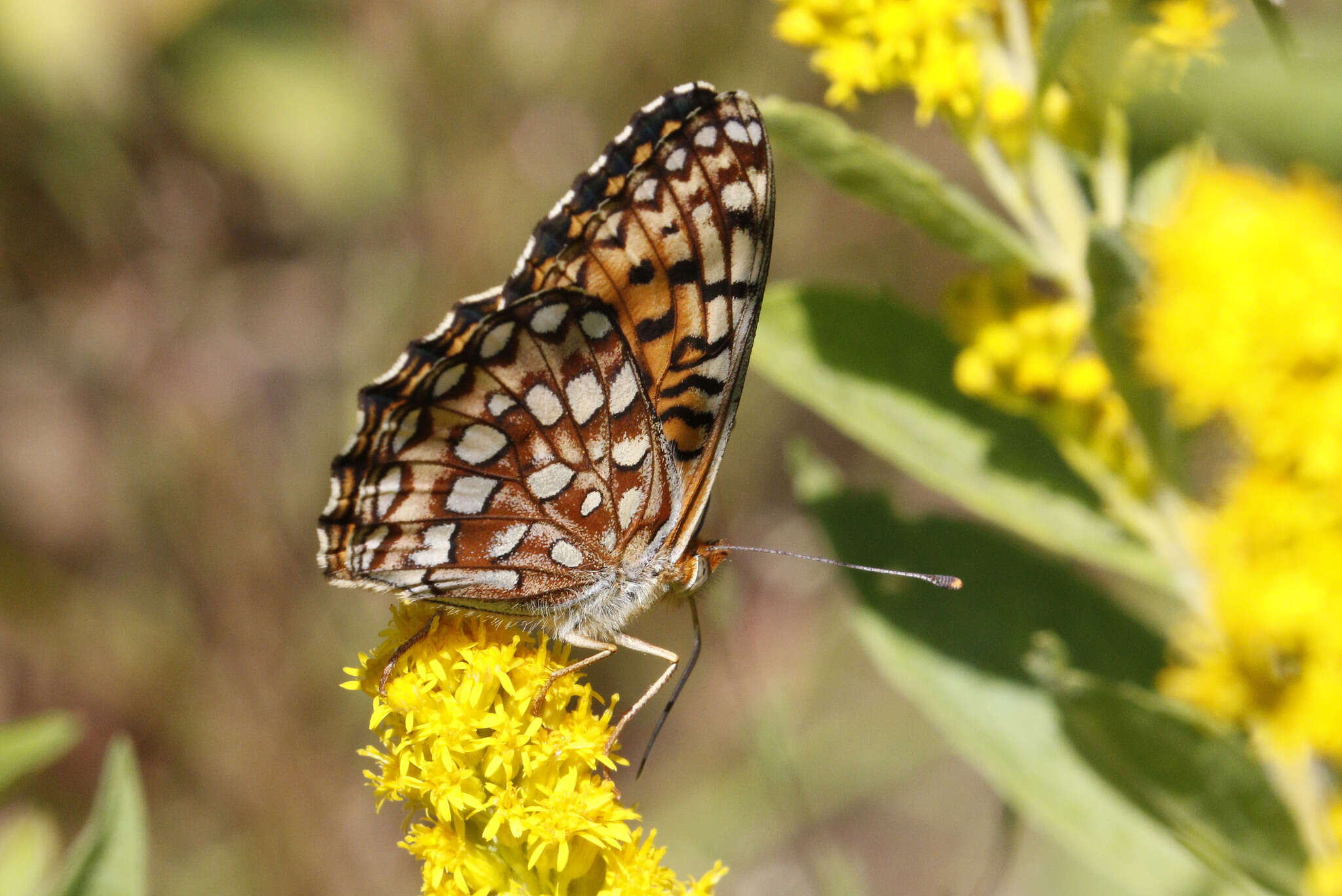 Image of <i>Speyeria hesperis irene</i>