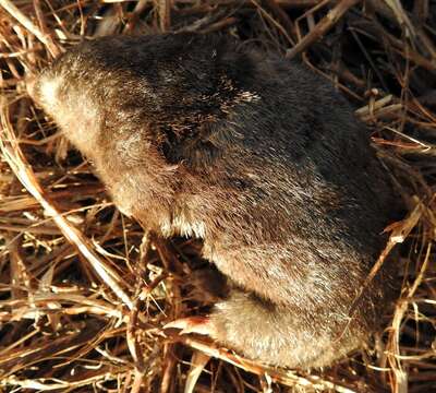 Image of Fynbos Golden Mole