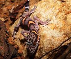 Image of Chinese Cave Gecko