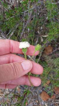 Sivun Chaenactis artemisiifolia (Harvey & A. Gray) A. Gray kuva