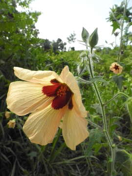 Hibiscus physaloides Guill. & Perr.的圖片