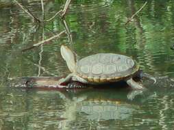 Image of Malaclemys terrapin littoralis (Hay 1904)