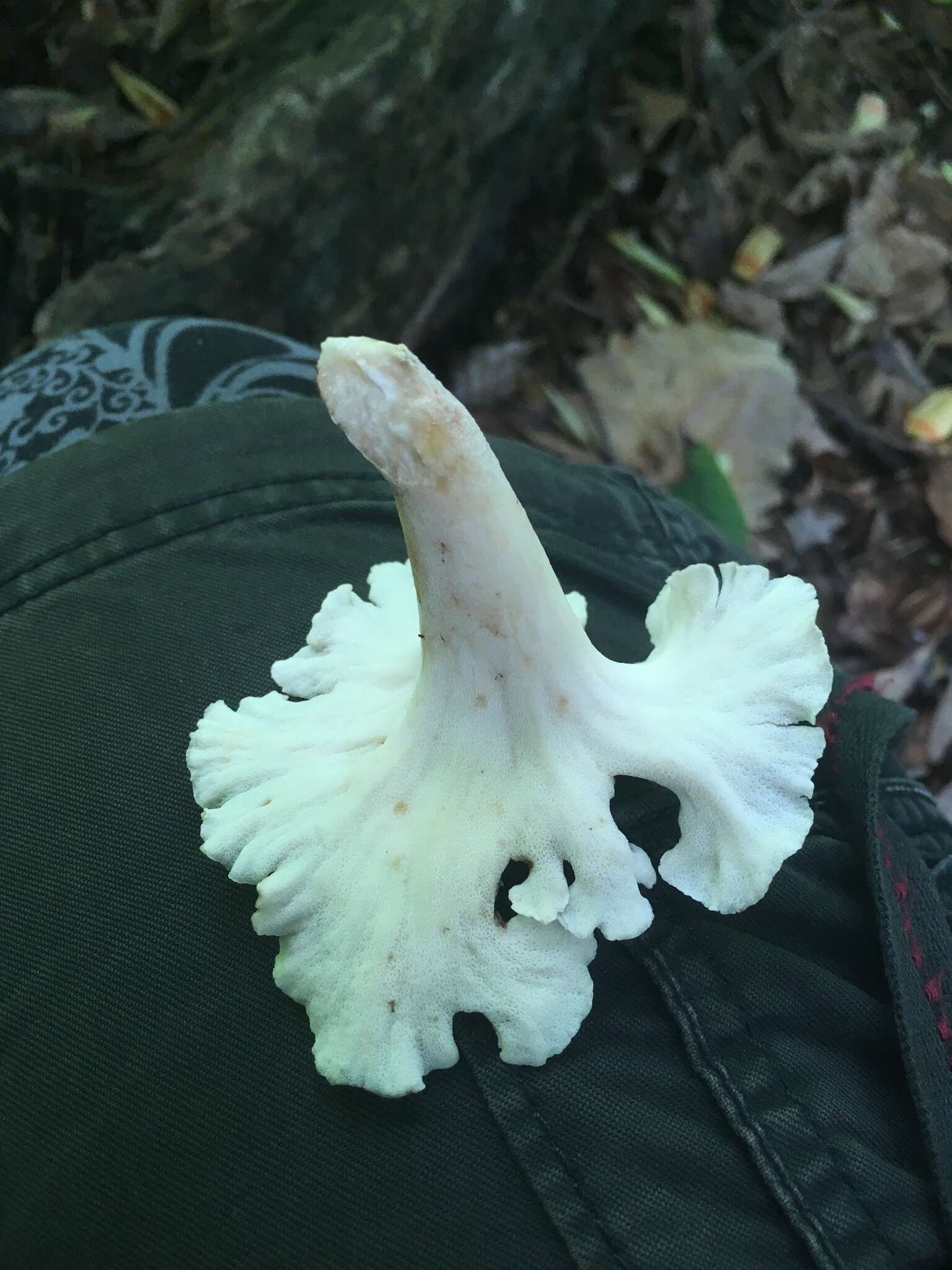 Polyporus umbellatus (Pers.) Fr. 1821 resmi