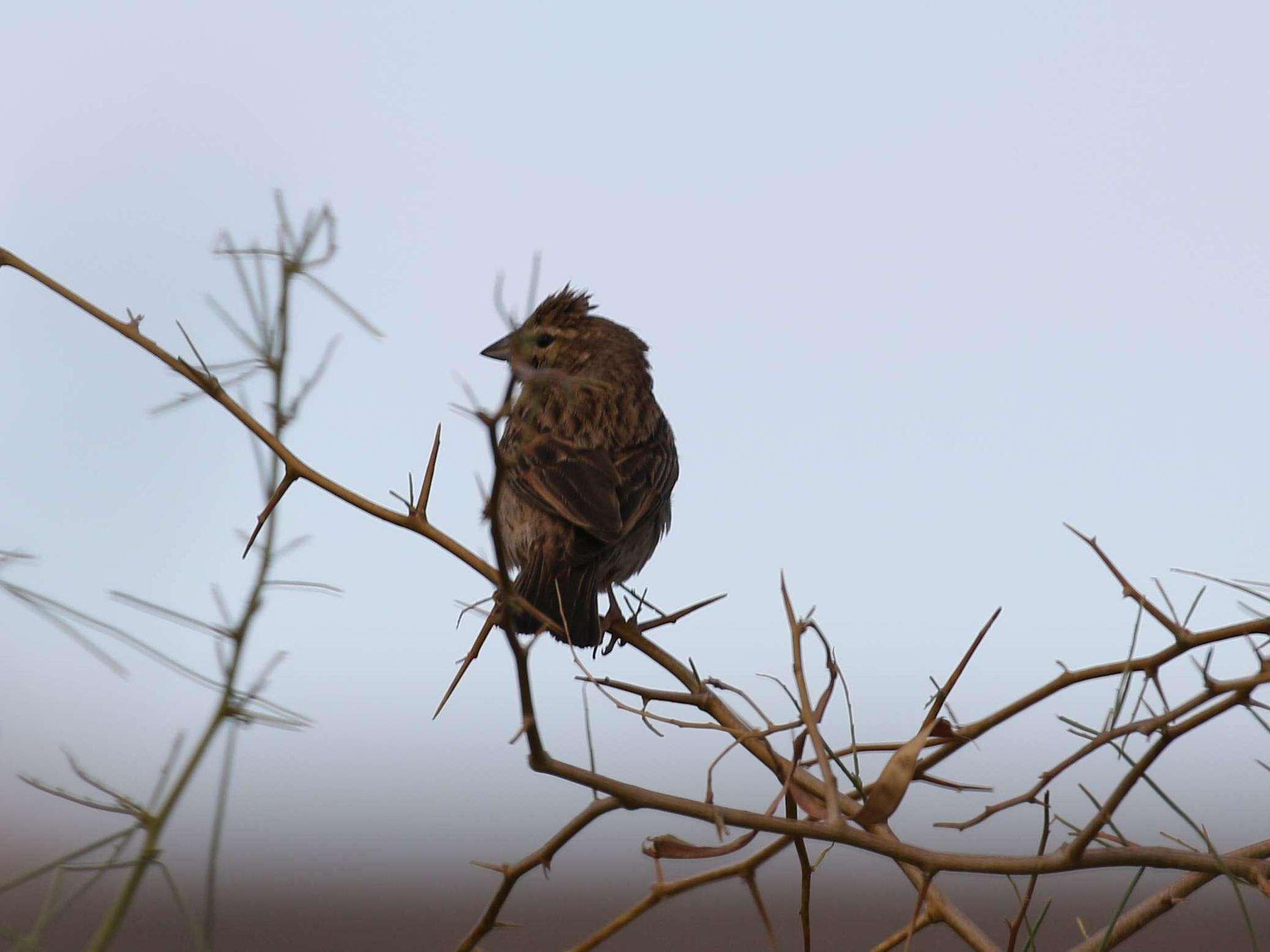 Sivun Emberiza impetuani impetuani Smith & A 1836 kuva