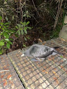 Image of Black (Parkinson's) Petrel