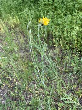 Image of Tragopogon dasyrhynchus Artemczuk