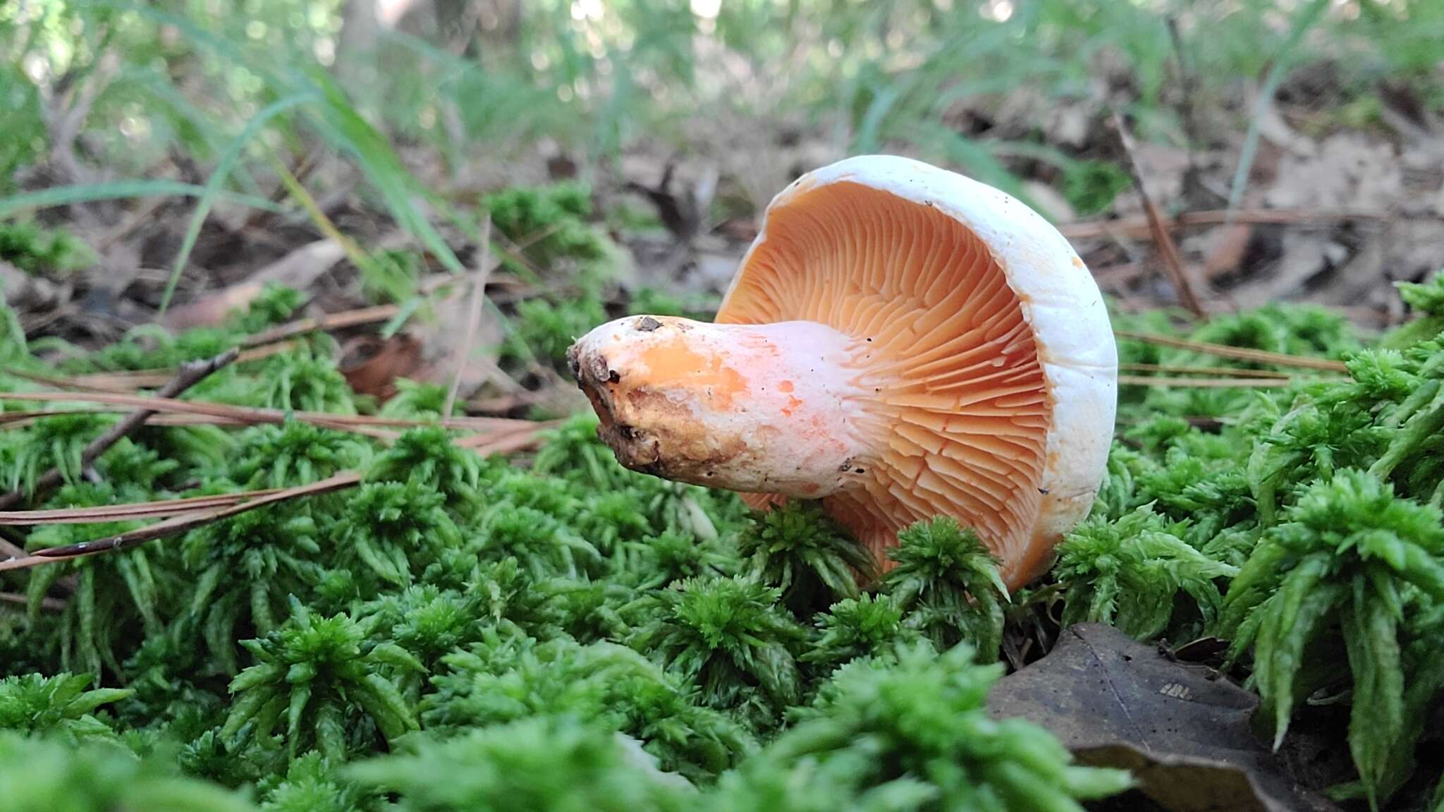 Sivun Lactarius salmoneus Peck 1898 kuva