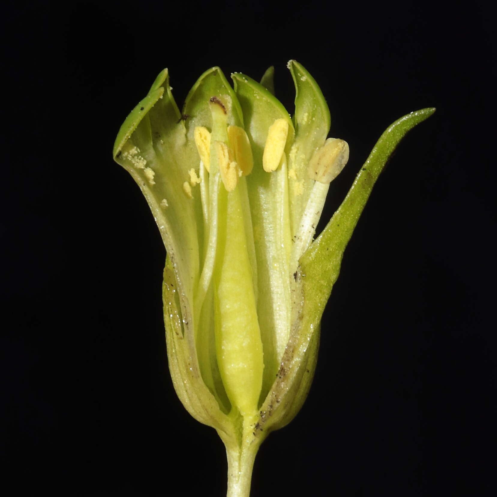 Gentianella thyrsoidea (Hook.) Fabris的圖片