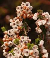 صورة Erica corydalis Salisb.