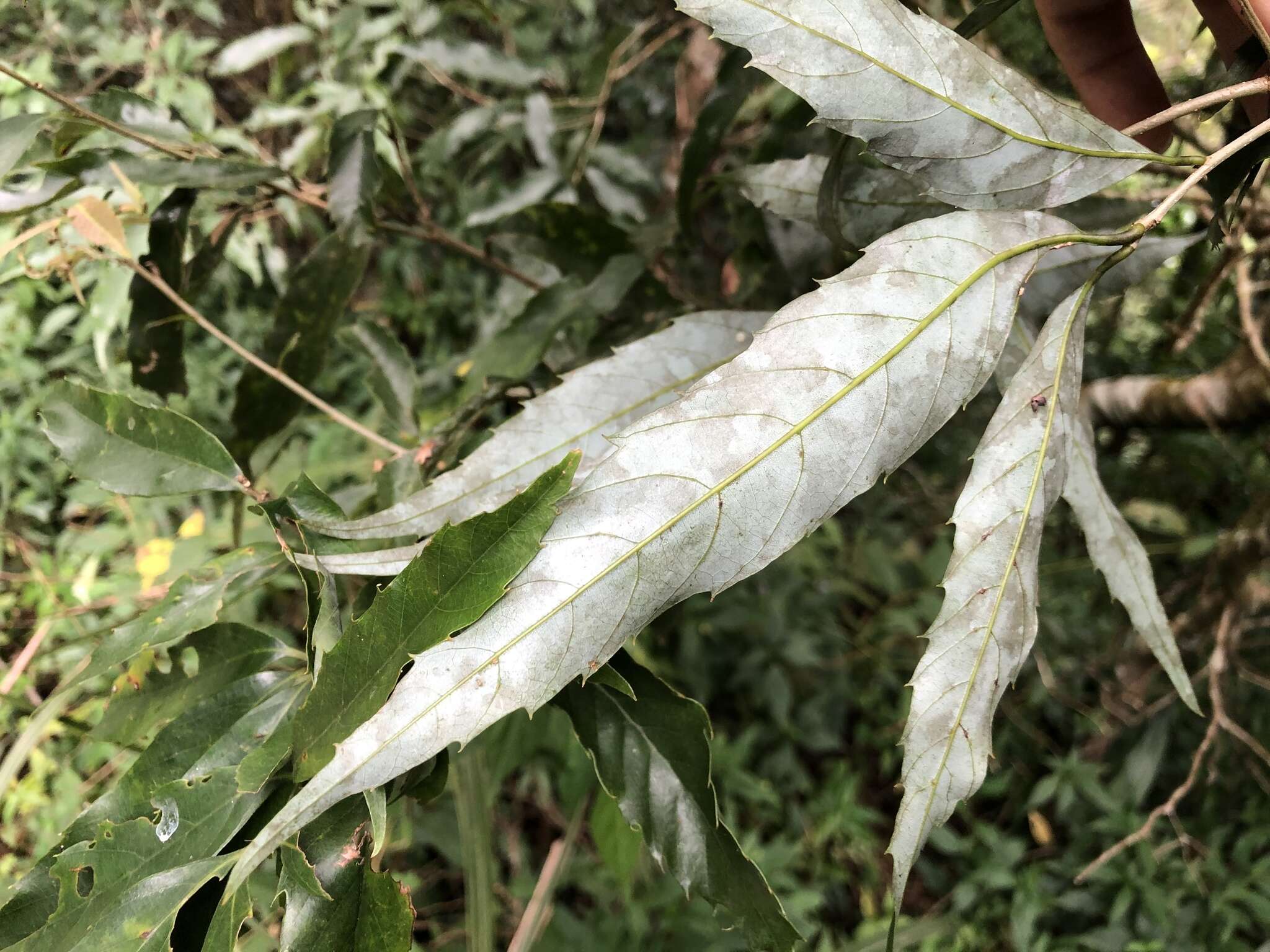 Imagem de Quercus stenophylloides Hayata