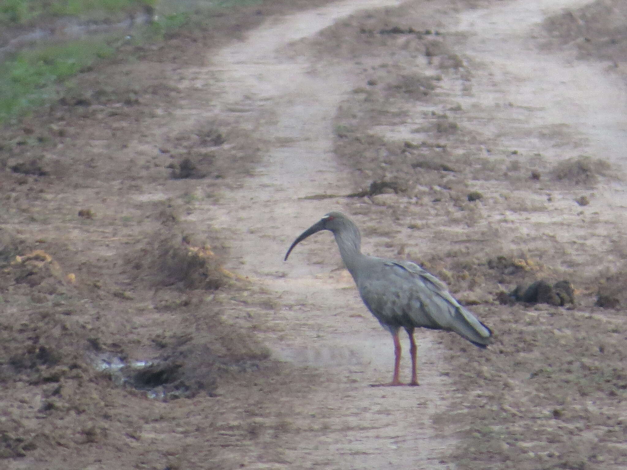 Image of Plumbeous Ibis