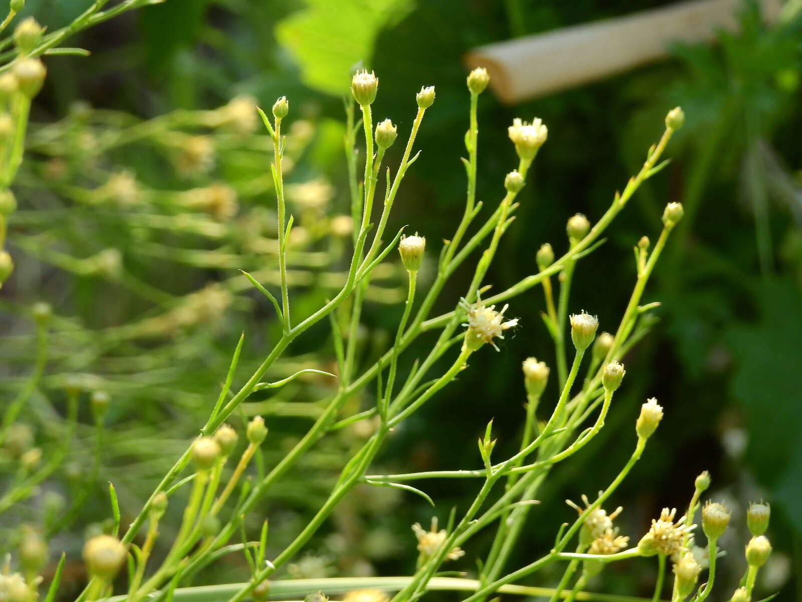 Image of Baccharis darwinii Hook. & Arn.