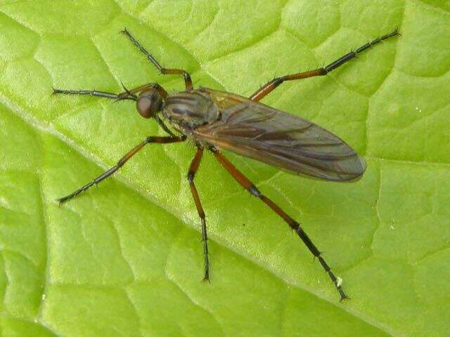 Image of Empis opaca Meigen 1804