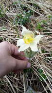 Image of eastern pasqueflower
