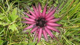 Image of Saussurea stella Maxim.