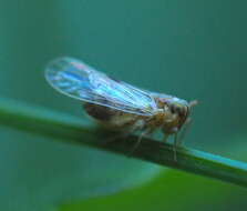 Laodelphax striatellus (Fallén 1826) resmi