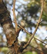 Image of Western Crowned Warbler