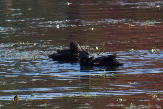 Image of American Black Duck