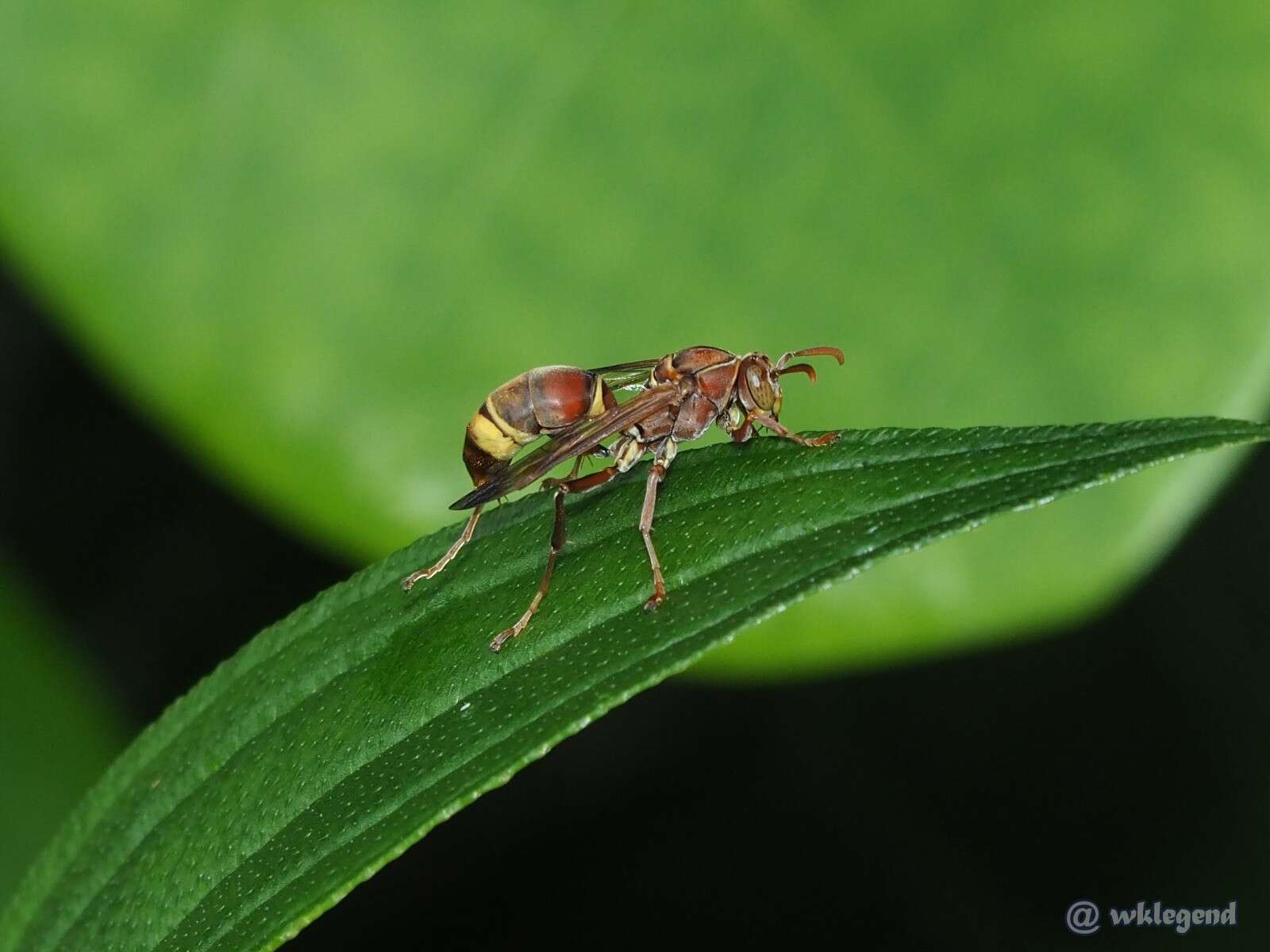 Image of Polistes stigma (Fabricius 1793)