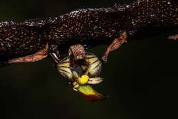 Sivun Bulbophyllum maximum (Lindl.) Rchb. fil. kuva