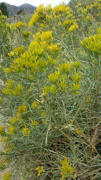 Image of Ericameria nauseosa var. graveolens (Nutt.) Reveal & Schuyler