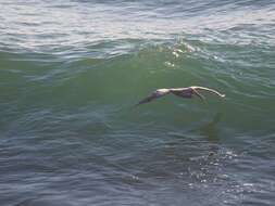 Image of California brown pelican