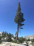 Imagem de Pinus contorta var. murrayana (Balf.) Engelm.