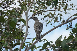 Image of Chlamydera nuchalis nuchalis (Jardine & Selby 1830)