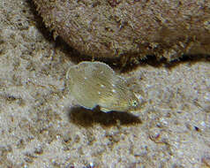 Image of Blue Spotted Wrasse