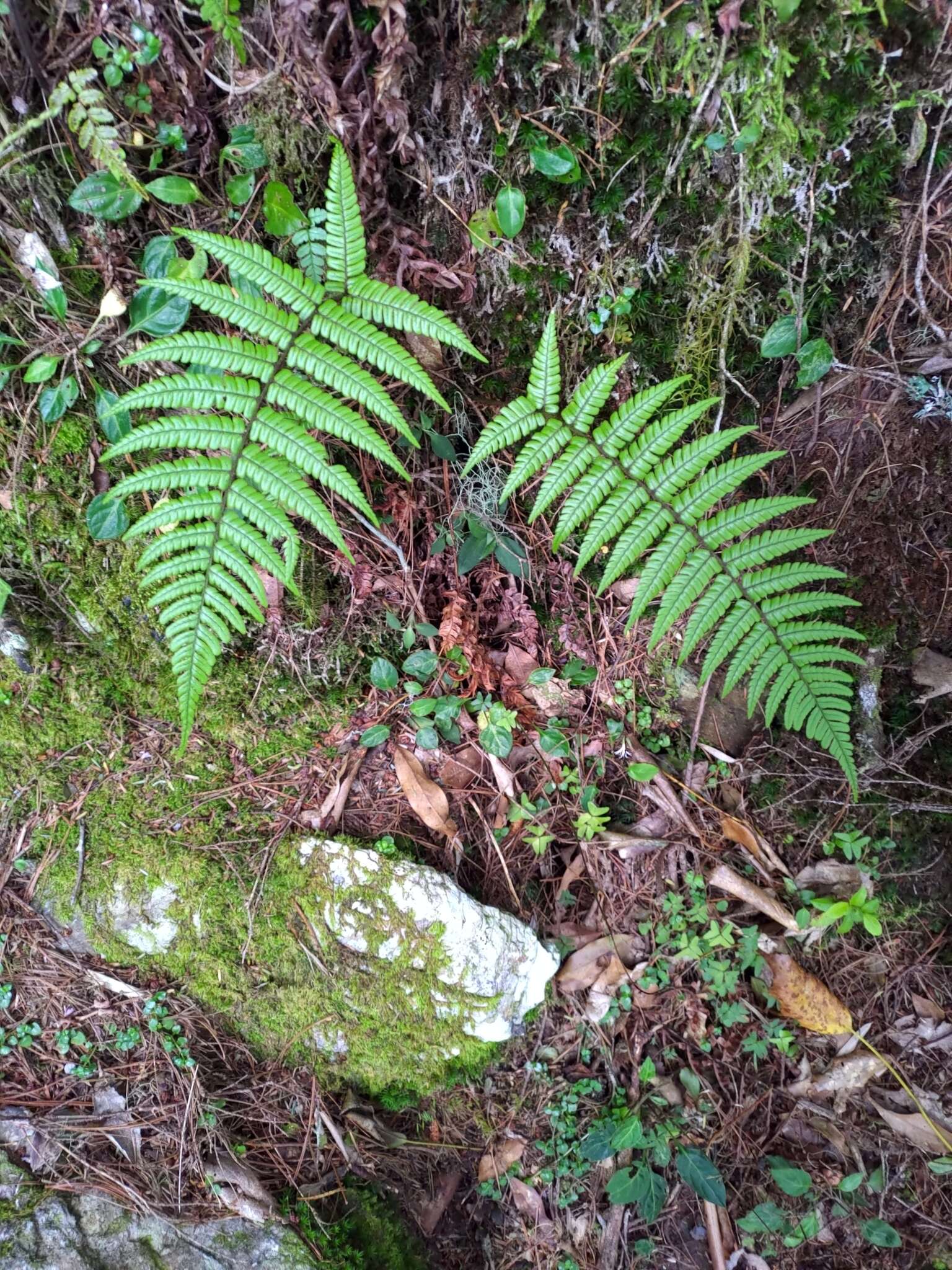 Imagem de Dryopteris lepidopoda Hayata