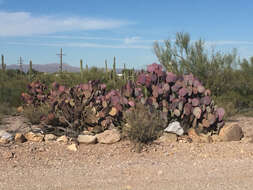 Sivun Opuntia santa-rita (Griffiths & Hare) Rose kuva