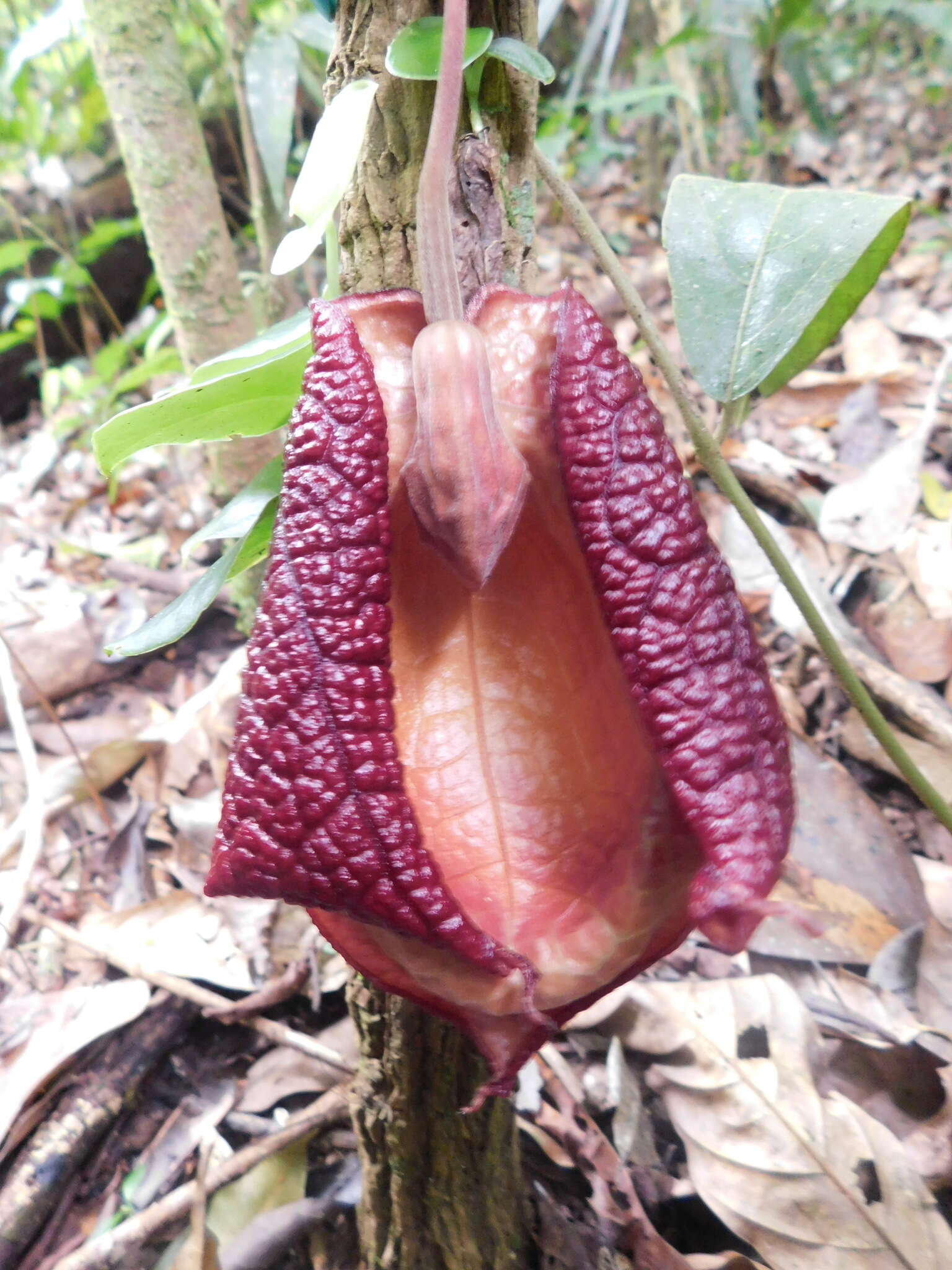 Image of Aristolochia paracleta H. W. Pfeifer