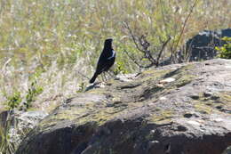 Image of Mountain Wheatear