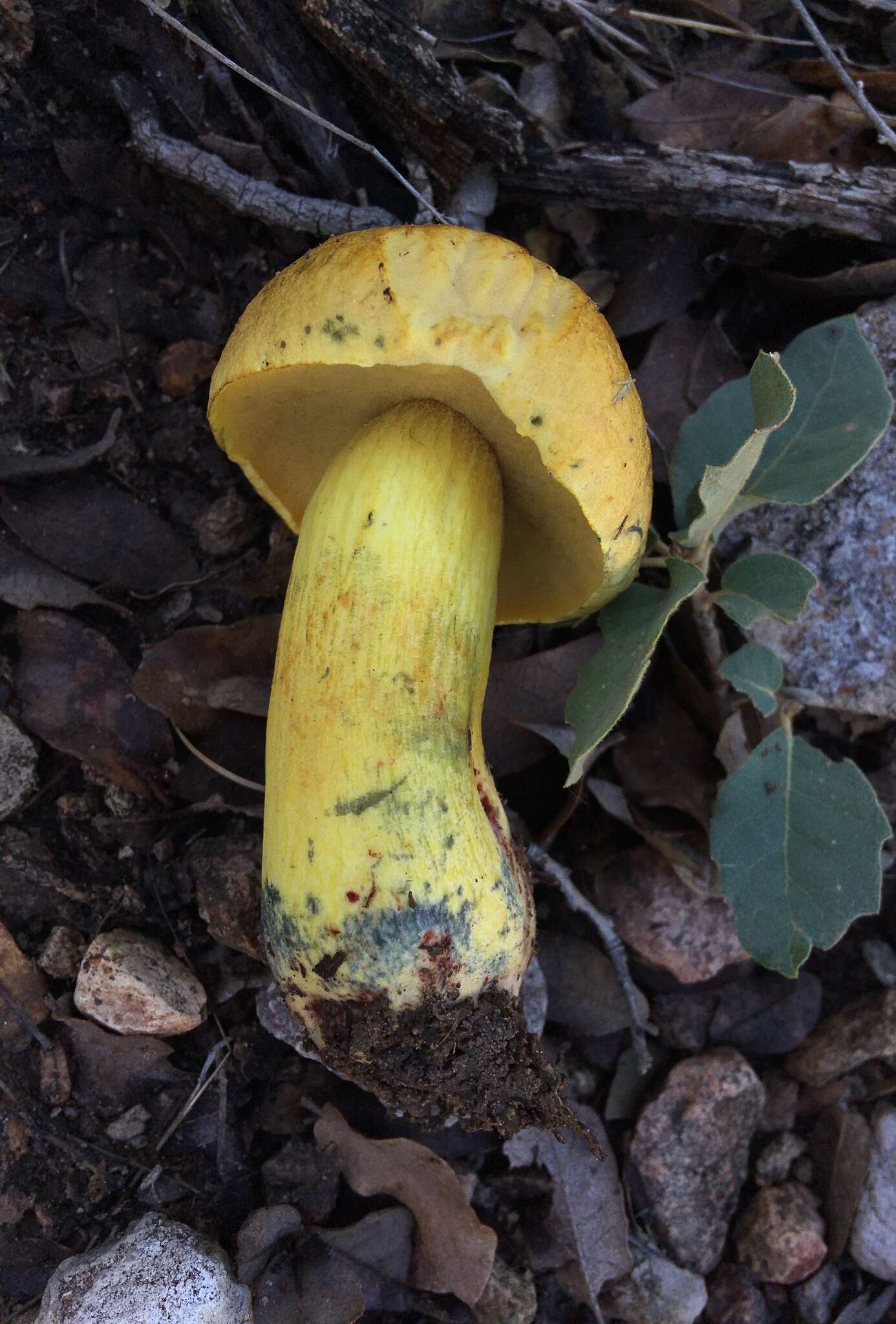 Sivun Boletus holoxanthus Both, Bessette & R. Chapm. 2000 kuva