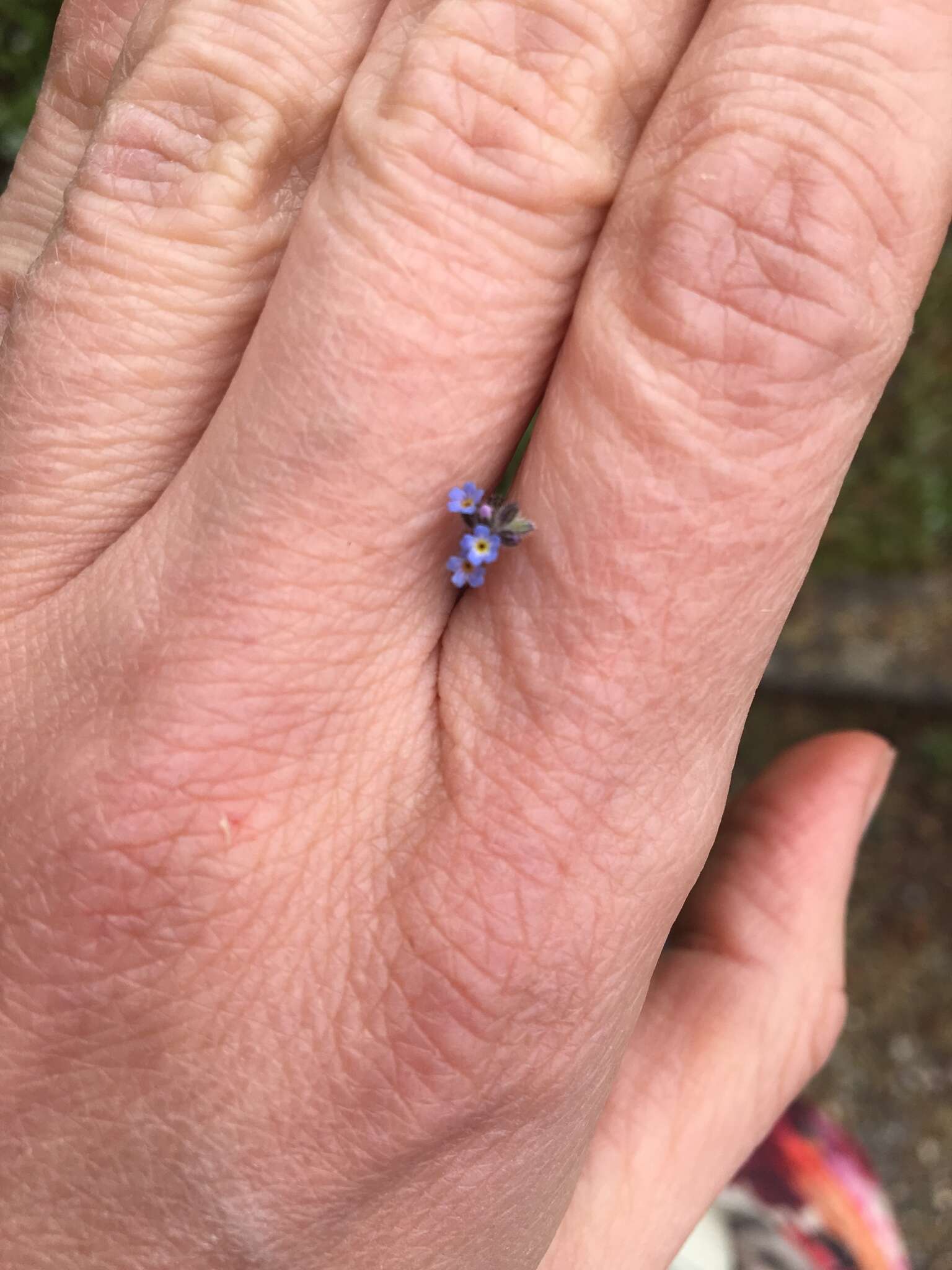 Image of Myosotis ramosissima subsp. ramosissima