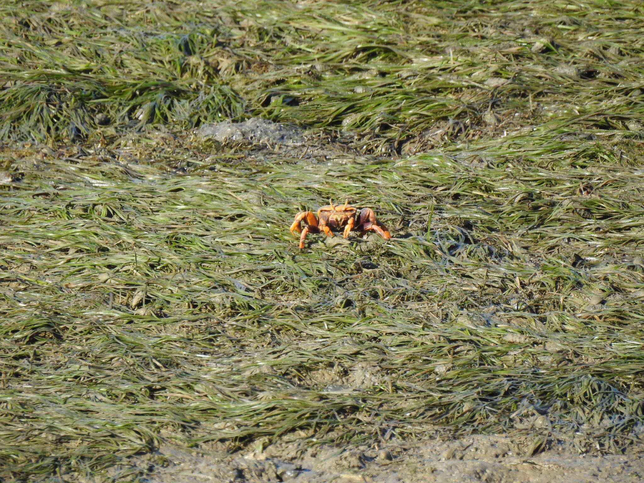 Image of Zostera noltii Hornem.