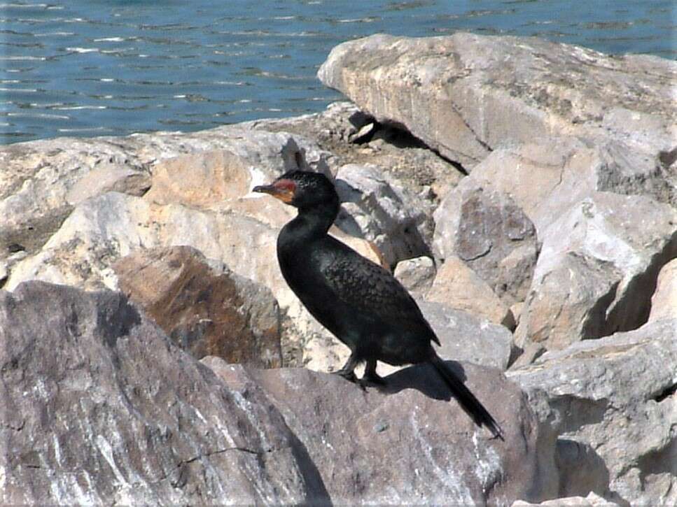 Image of Crowned Cormorant