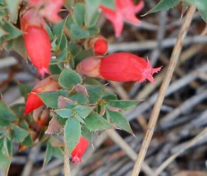 Image of Styphelia serratifolia