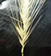 Hordeum murinum subsp. murinum的圖片