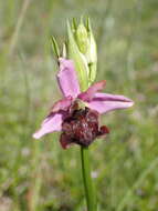 صورة Ophrys sphegodes subsp. aveyronensis J. J. Wood