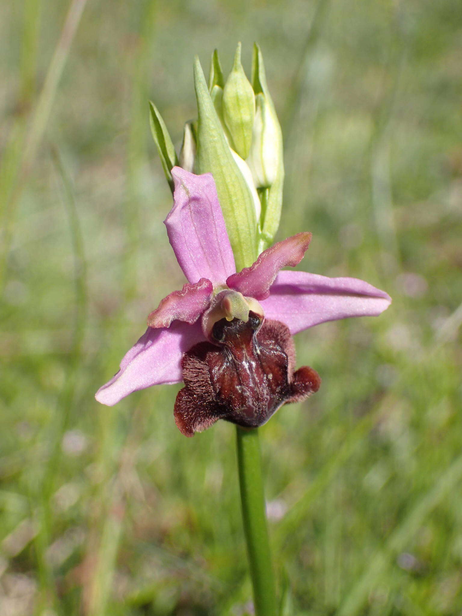 صورة Ophrys sphegodes subsp. aveyronensis J. J. Wood