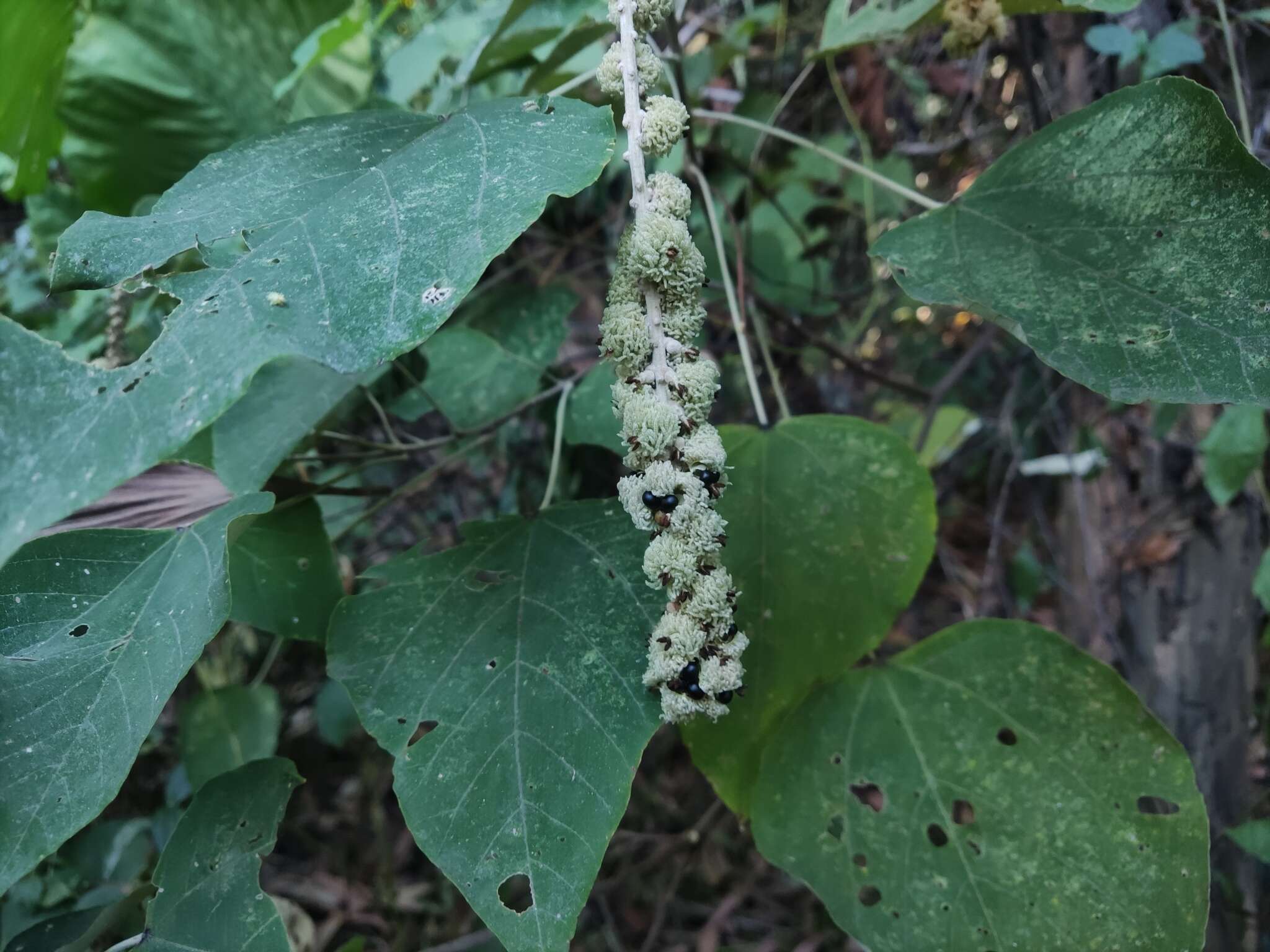 Sivun Mallotus apelta (Lour.) Müll. Arg. kuva