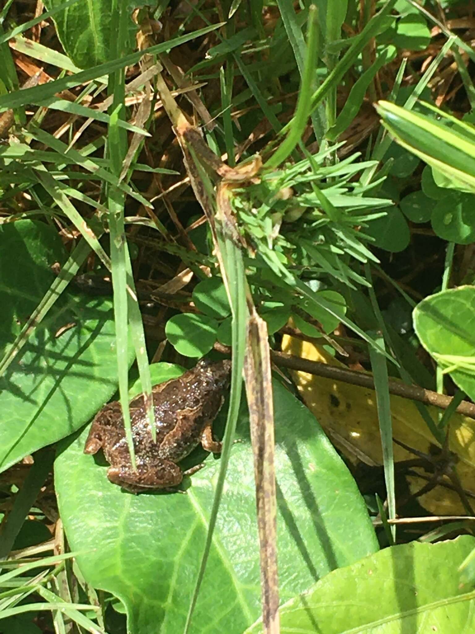 Image of Butler's Rice Frog