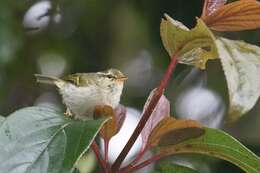 Image of Phylloscopus intensior muleyitensis (Dickinson & Christidis 2014)