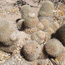 Image of Mammillaria dioica subsp. estebanensis (G. E. Linds.) D. R. Hunt