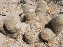 Image of Mammillaria dioica subsp. estebanensis (G. E. Linds.) D. R. Hunt