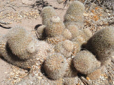 Mammillaria dioica subsp. estebanensis (G. E. Linds.) D. R. Hunt的圖片